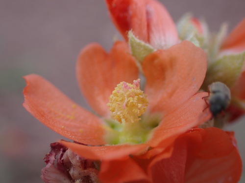 psoralea globemallow (Sphaeralcea psoraloides)