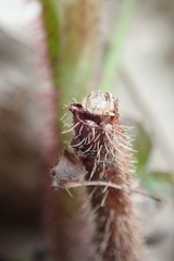 Rubus idaeus strigosus