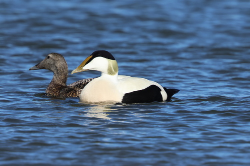 Common Eider, photo 6 of 10