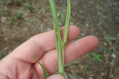 Carex flaccosperma