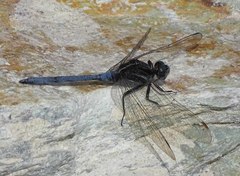 Orthetrum caffrum