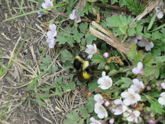 Bombus weisi