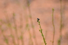 Saxinis deserticola