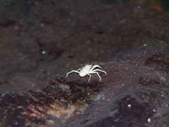 Munidopsis polymorpha