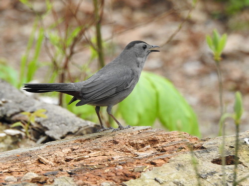 Gray Catbird photographed in Ohio
