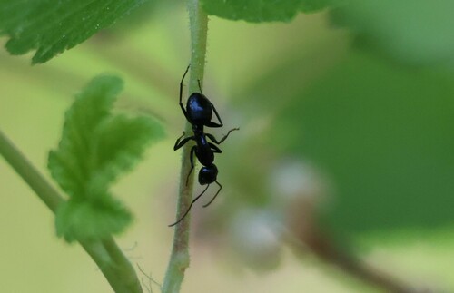 iNaturalist observation photo of Carpenter Ants, Typical Sugar Ants and Allies