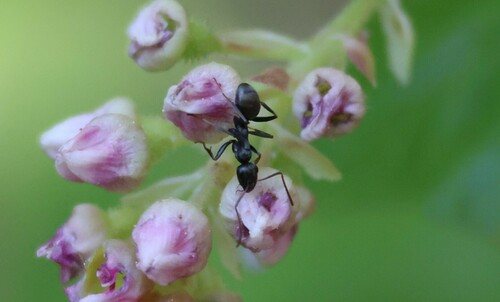 iNaturalist observation photo of Ants
