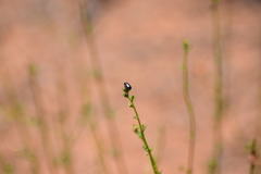 Saxinis deserticola