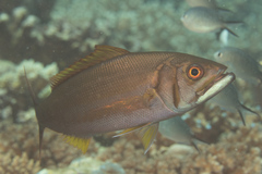 Small Toothed Jobfish photo 5