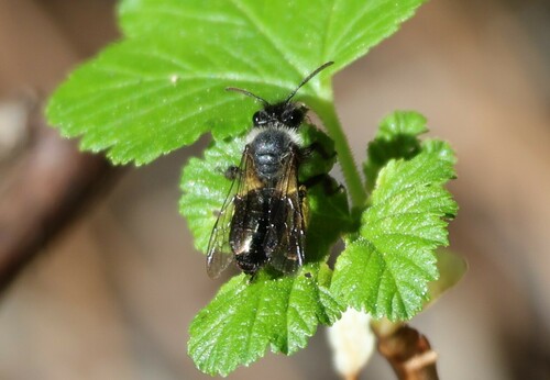 iNaturalist observation photo of Mining Bees