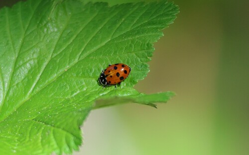 iNaturalist observation photo of Convergent Lady Beetle