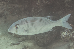 Gymnocranius superciliosus