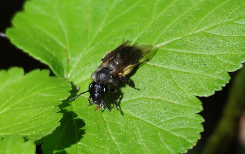 iNaturalist observation photo of Dactylandrena