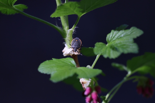iNaturalist observation photo of Conchuela Bug