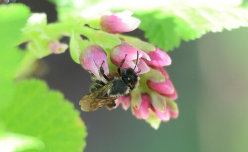 iNaturalist observation photo of Bees