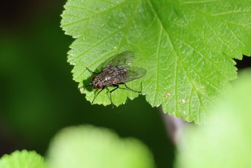 iNaturalist observation photo of Phaoniinae