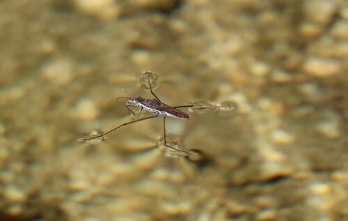 iNaturalist observation photo of North American Common Water Strider