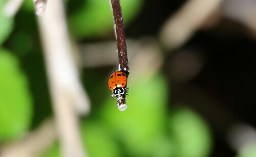 iNaturalist observation photo of Convergent Lady Beetle