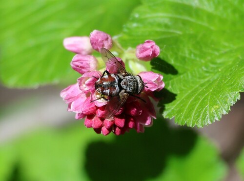 iNaturalist observation photo of Tachinid Flies