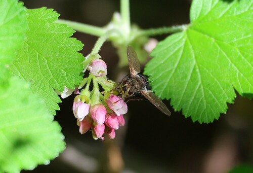 iNaturalist observation photo of Epalpus