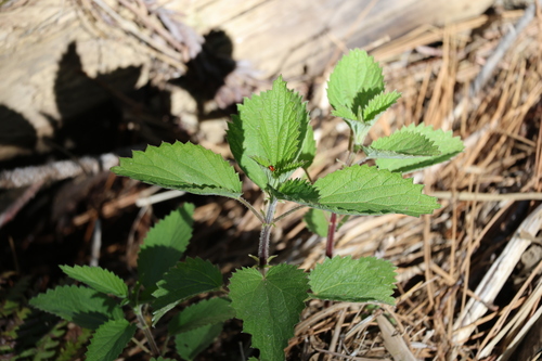 iNaturalist observation photo of nettles