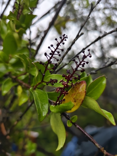 Griselinia racemosa (Griselinia racemosa)