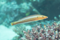 Hologymnosus doliatus