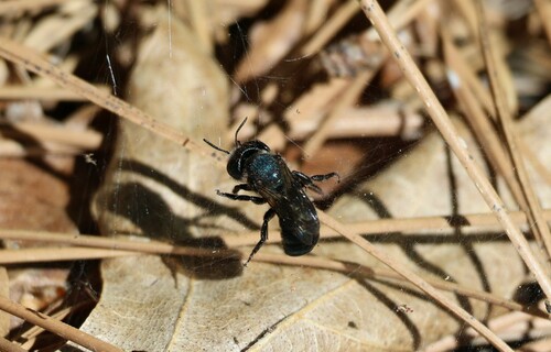 iNaturalist observation photo of Mason Bees