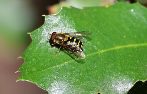 iNaturalist observation photo of Black-margined Flower Fly