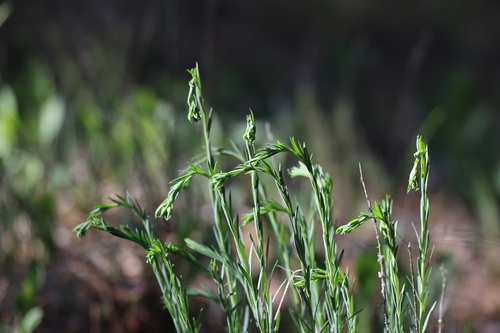 iNaturalist observation photo of Lewis flax