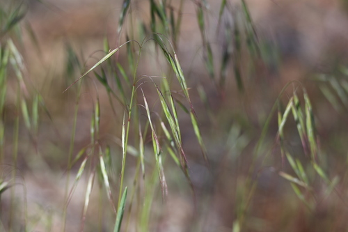 iNaturalist observation photo of Cheatgrass