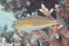 Stethojulis trilineata