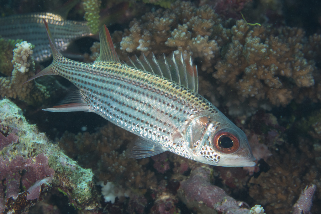 Blackfin Squirrelfish