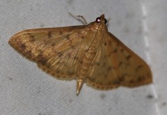 Patania balteata