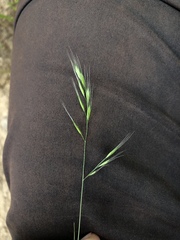 Festuca microstachys