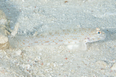 Istigobius rigilius