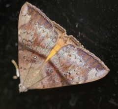 Oxyodes tricolor