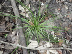 Isoetes melanopoda