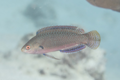 Cirrhilabrus punctatus