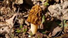 Morchellaceae