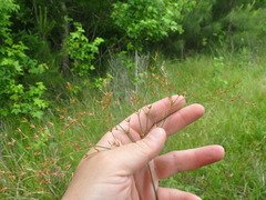 Juncus diffusissimus