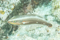 Stethojulis bandanensis