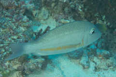 Lethrinus obsoletus