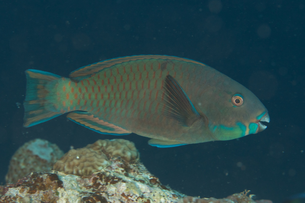 Steephead parrotfish (Chlorurus microrhinos) — Scaridae