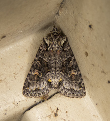 Lacinipolia cuneata