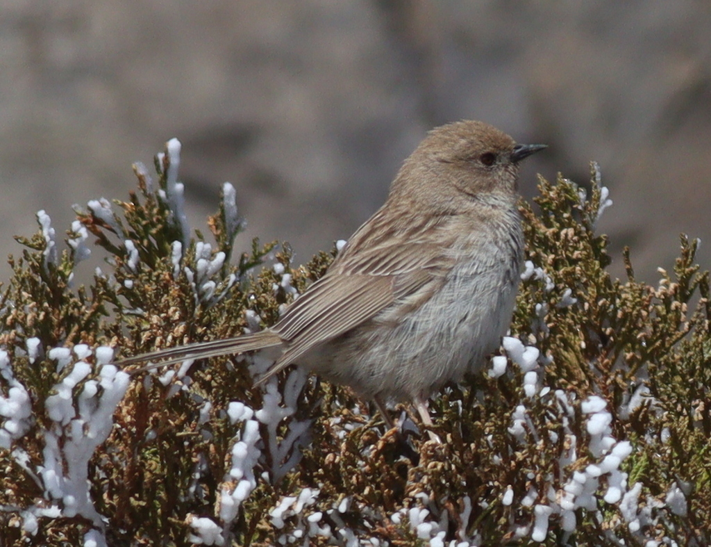 Mongolian Accentor (Prunella koslowi)