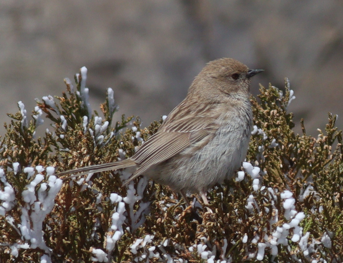 Kozlov's Accentor