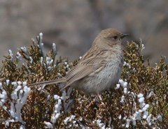 Kozlov's Accentor photo 1
