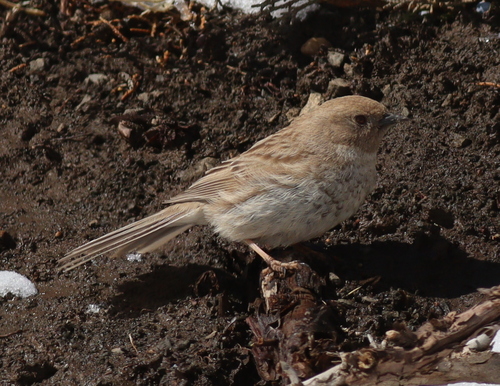 Kozlov's Accentor (Prunella koslowi), photo 6