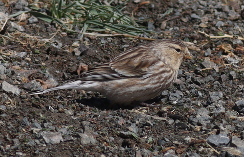 Twite (Linaria flavirostris)
